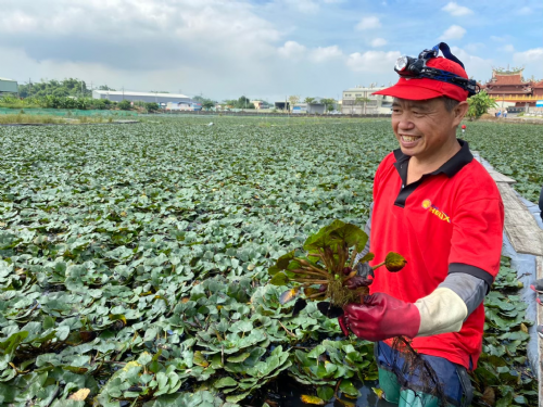【走讀】前進產地！大寮拷潭菱角體驗
