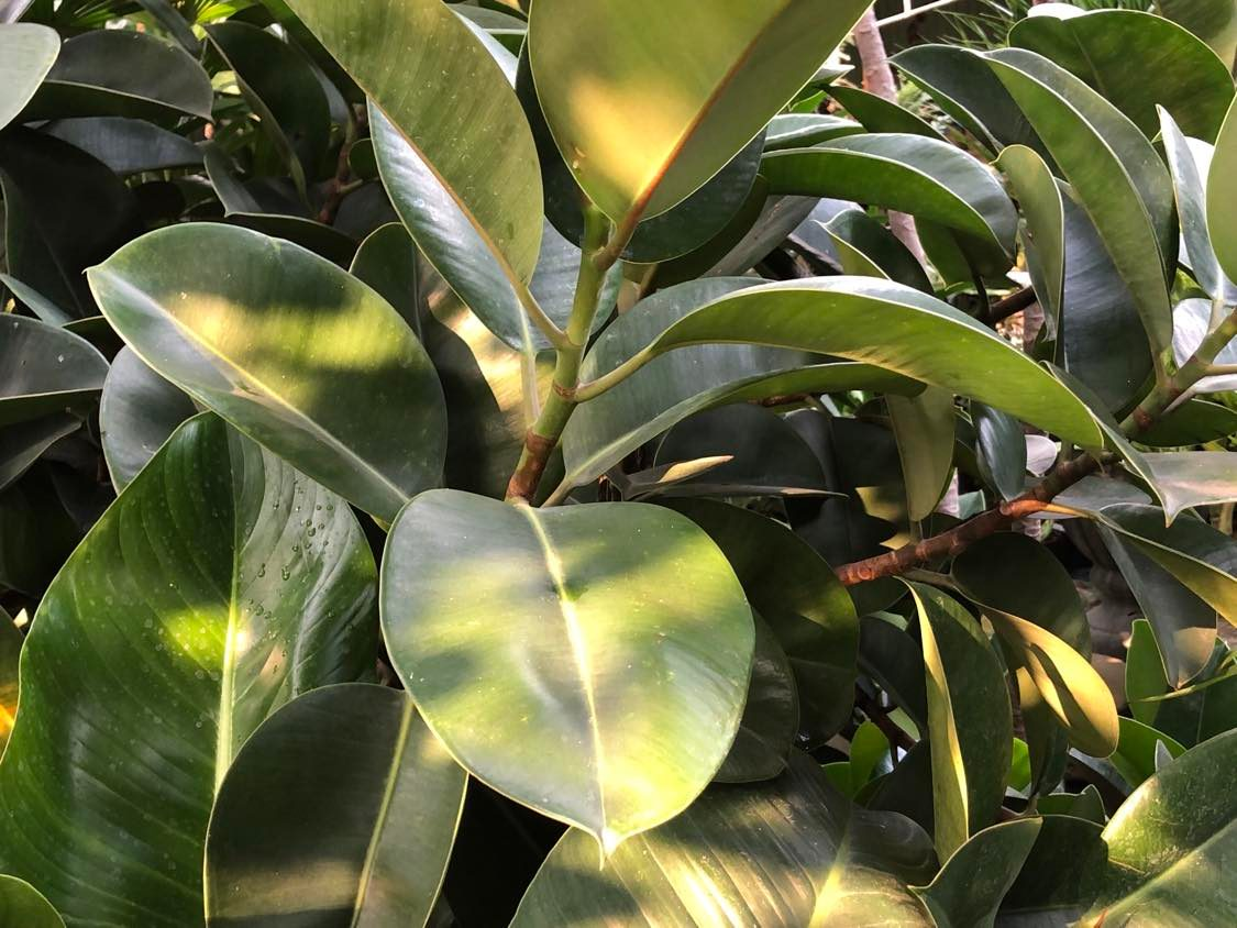 【講座】植物仿生學——氣味設計與情緒療癒 【講座】植物仿生學——氣味設計與情緒療癒